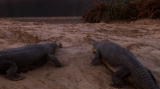 Crocodile Blues: Crocodiles Fight for Nesting Site