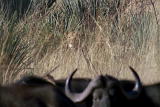 Nature's Most Amazing Events: Lion vs. Buffalo