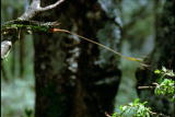 Fooled by Nature: Chameleons Expanding Tongues