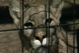 Weird True & Freaky: Wild Beast In The City