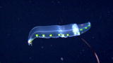Wild Pacific: Alien Ocean