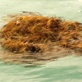 Survival Zone: Ocean: Food & Water
