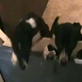 Bissell Pet Games Week 1: Boarder Patrol