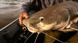 River Monsters: Air-Breathing Catfish