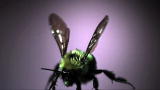 Time Warp: Bee Wings