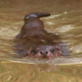 Saving Grace the Otter: Webisode 16