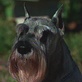 Standard Schnauzer