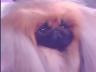 AKC/Eukanuba: Jeffrey the Pekingese