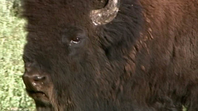 Jaws and Claws 2: Bison Clash