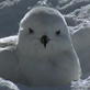 Planet Earth :Ice Worlds