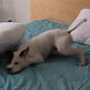 Bissell Pet Games Week 5: Pillow Fight!