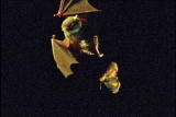 Fooled by Nature: Bat vs Underwing Moth