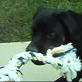 Bissell Pet Games Week 3: Tug A Rottie