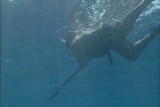Paradise for Predators: Sharks of Palau: Spearfishing w ...