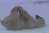 Planet's Best: Polar Bear Tour
