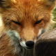 The Grizzly Man Diaries: Timmy the Fox