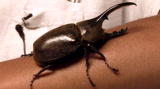 News: Hercules Beetle