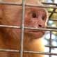 The Pet Psychic: One Angry Monkey