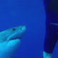 Best of Shark Week: Great White Shark: Uncaged