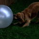 Bissell Pet Games Week 5: Duncan Playing Ball