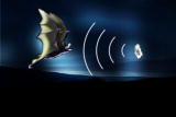 What's To Love: Bats Role in Ecosystem