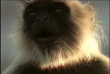 Fooled by Nature: Mischievous Monkeys