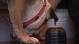 It's Me or the Dog: Shell Game for Overactive Dogs