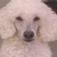 Breed All About It: Poodle