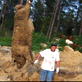 Pig Bomb: Hogzilla Lives