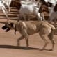 Mutual of Omaha's Wild Kingdom: Cheetah vs. Canine