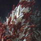 Planet Earth: Deep Ocean: Sea Vents