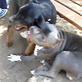 Bissell Pet Games Week 4: Rottweiler Weird Noise