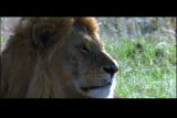 G Word Shorts: The Lion Sleeps One More Night