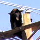 Untamed and Uncut: Black Bear is Electrocuted