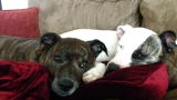 2008: The Year in Animals: No. 7 - Rescued Vick Dogs