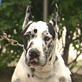 Breed All About It: Great Dane