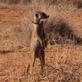 Meerkat Manor: The Next Generation Episode 4
