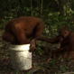 Orangutan Island: The Milk Bucket