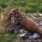 The Grizzly Man Diaries: Grizzly Bears Fighting
