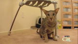 Housecat Housecall: Oleg
