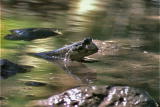 What's To Love: Mudskipper's Habitat