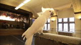 Most Outrageous: Dancing Cockatoo