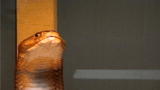 News: Cobras Methodically Spray Venom