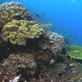 Planet Earth: Shallow Seas: Living Reefs