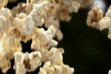HowStuffWorks: Popcorn