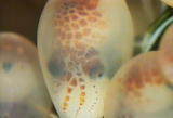 What's To Love: Octopus Anatomy