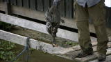 River Monsters: Piranhas Devour a Duck
