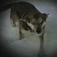 Untamed and Uncut: Dog Tumbles Down Mountain