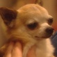 Breed All About It: Chihuahua