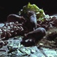 Secrets of the Great Plague: Behind the Scenes